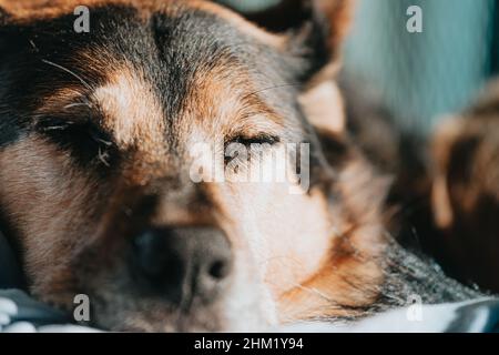 Ein brauner und schwarzer Hund schläft und ruht über einem Sofa, während die Sonne auf ihm reflektiert wth copy Raum Stockfoto