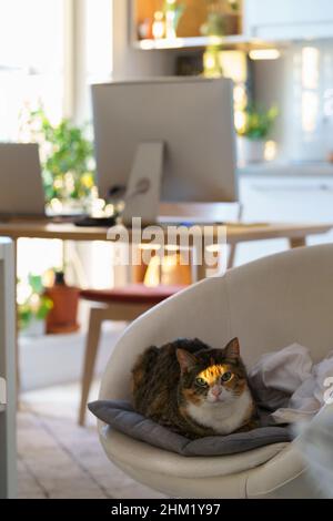 Schöne gemütliche Bild von faulen braunen Katze auf Stuhl in Sonnenstrahlen in warmen Licht moderne Wohnung entspannen Stockfoto