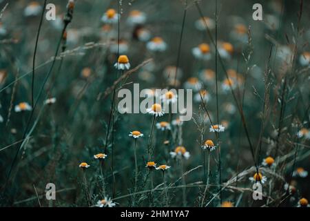 Horizontale Aufnahme von einigen Gänseblümchen im Gras Stockfoto