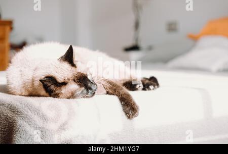 Eine siamkatze, die im Bett ruht, während sie schläft Kamera mit Kopierplatz Stockfoto