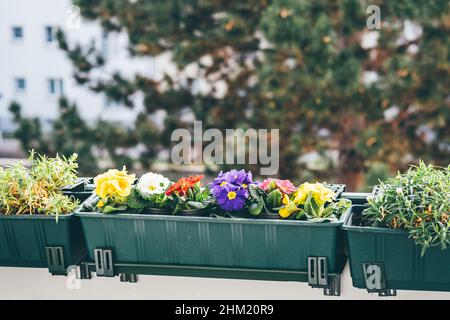 Im Frühling blühen auf dem Balkon wunderschöne Primeln. Natürlicher Hintergrund. Gartenarbeit im Haus Stockfoto