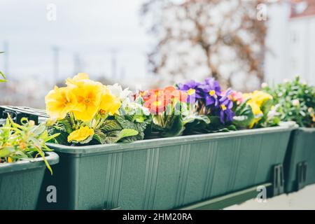 Bunte Primeln blühen auf der Bakonie. Nahaufnahme, Heimgarden. Frühling Stockfoto