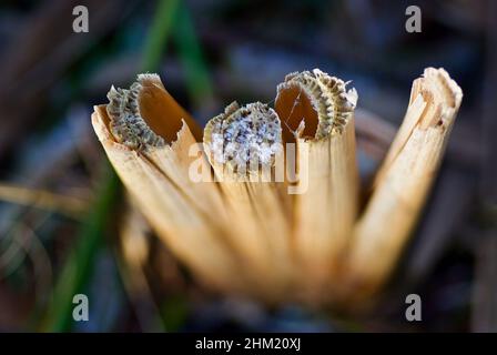 Nahaufnahme von frostigen Schilfstämmen, die im Winter abgeschnitten werden. Stockfoto