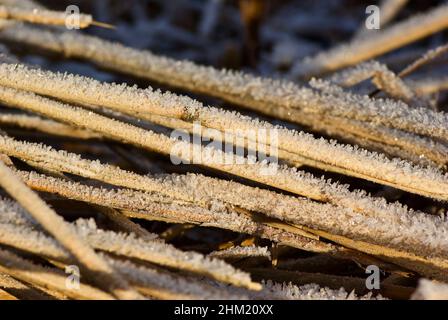 Frostige Schilfhalme, die im Winter auf dem gefrorenen See liegen. Stockfoto