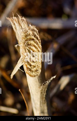 Nahaufnahme von geschnittenen Halm aus frostigen Schilf vor braunem Hintergrund an der Küste im Winter. Stockfoto