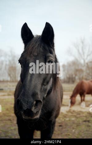 Schönes Porträt eines schwarzen Pferdes posiert auf dem Bauernhof Stockfoto