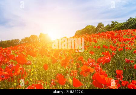 Wunderschöne Landschaft bei Sonnenaufgang. Blühende rote Mohnblumen auf dem Feld gegen die Sonne, blauer Himmel. Wilde Blumen im Frühling. Schöne Naturlandschaft i Stockfoto