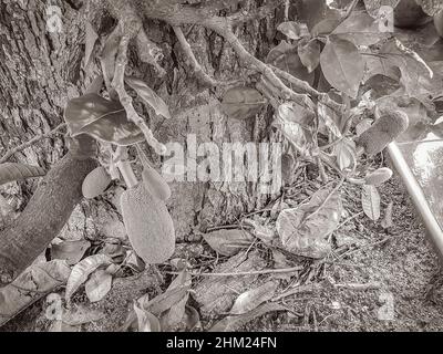 Schwarz-weißes Bild von der Jackfrucht Artocarpus heterophyllus, die auf einem Buchsbaum in der Natur der Insel Koh Samui in Thailand wächst. Stockfoto