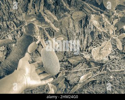 Schwarz-weißes Bild von der Jackfrucht Artocarpus heterophyllus, die auf einem Buchsbaum in der Natur der Insel Koh Samui in Thailand wächst. Stockfoto