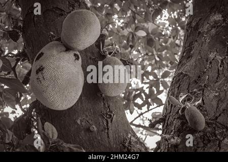 Schwarz-weißes Bild von der Jackfrucht Artocarpus heterophyllus, die auf einem Buchsbaum in der Natur der Insel Koh Samui in Thailand wächst. Stockfoto