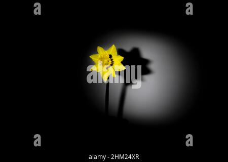 Blume aus gelbem Daffodil (Narzisse), isoliert auf schwarzem Grund Stockfoto