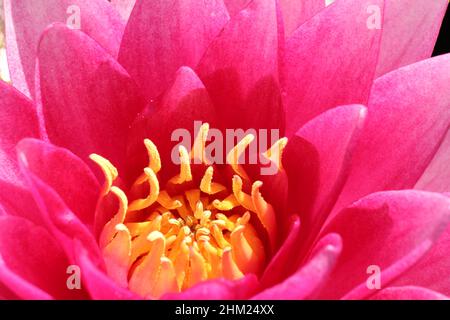 Ein Teil einer rosa Seerose mit einem Herz mit gelbfärbigen Staubgefäßen im Frühling im Wasser eines Teiches Stockfoto