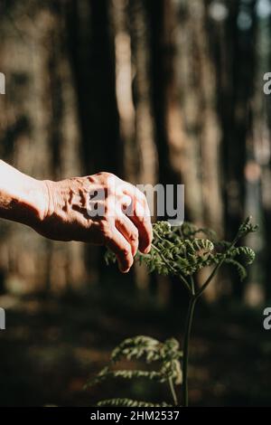 Eine alte Hand mit einem Gummiring erreicht eine Pflanze mitten im Wald an einem sonnigen Tag Stockfoto