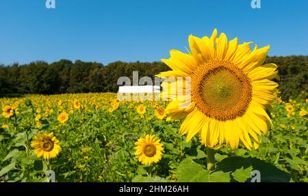 Sonnenblumenfeld über wolkig blauem Himmel mit LKW Stockfoto