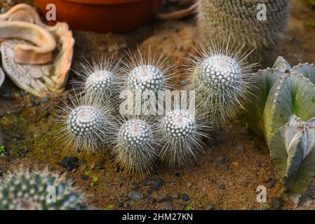 Mammillaria geminispina, der Doppelstachelkaktus Stockfoto