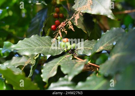 Coffea arabica Baum Frucht als arabischer Kaffee bekannt Stockfoto