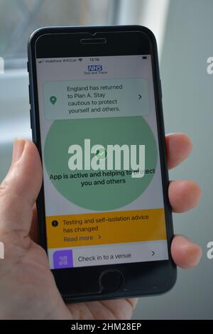 Smartphone in der Hand der Frau, mit aktiver NHS Covid-19 Test- und Trace-App Stockfoto