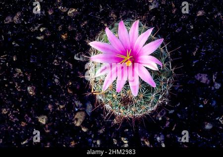 Mammillaria Hookerii. syn Mammillaria microcarpa mit Einzelnen tief rosa Blume in der Mitte der Kakteen. Blumen im Frühsommer und Frost. Stockfoto