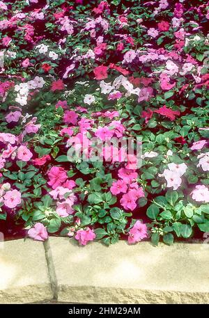 Impatiens Busy Lizzie F1 Accent Mystic in gemischten Farben von rot-rosa lila und weiß wächst in einem erhöhten Blumenbeet im Sommer Stockfoto