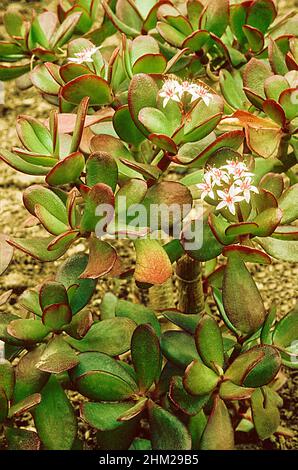 Crssula ovata Pink Beauty ein saftiger immergrüner Staudenstrauch mit sternförmigen weißen bis rosa Blüten im Herbst und ist frostzart ideale Zimmerpflanze Stockfoto