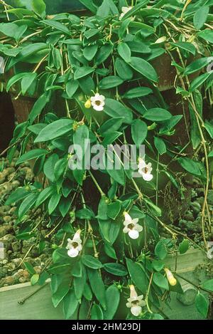 Codonanthe gracilis ein epiphytischer immergrüner, kriechender, mehrjähriger Strauch mit weißen Blüten, die als Zimmerpflanze im hängenden Korb usw. angebaut werden und frostzart sind Stockfoto