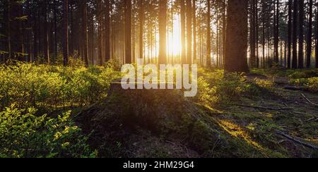 Sonnenlicht in den grünen Wald, Frühling Stockfoto