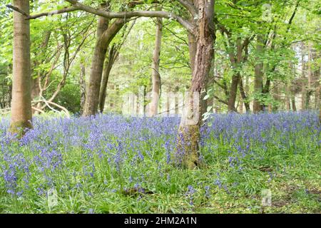 Bluebells wächst in einem schottischen Wald im Mai, Eglinton Country Park, North Ayrshire, Schottland. Stockfoto
