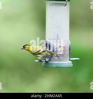 Eurasischer Siskin, Spinus sinus, fka Carduelis spinus. Ein männlicher Vogel, der sich an einem Futterhäuschen festhält und nach außen vor einen unschärfenden natürlichen Hintergrund blickt Stockfoto