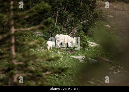 Mutter und Kind Bergziegen wandern entlang des Forest Edge im Glacier National Park Stockfoto