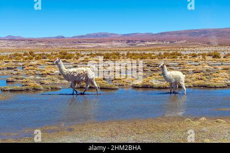 Zwei Lamas (Lama glama), die einen Bach in der andenaltiplano, Uyuni-Region, Bolivien, hinaufwandern. Stockfoto