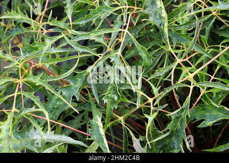 Das stachelige Laub auf einer Ziegenbart-Pflanze im Frühjahr Stockfoto