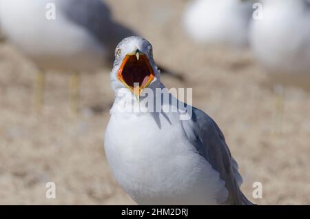 Ringelmöwe, Larus delawarensis, gähnend Stockfoto
