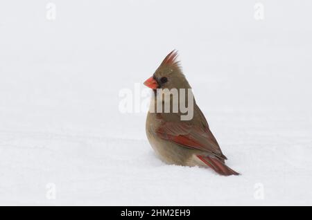 Nördlicher Kardinal, Cardinalis cardinalis, Weibchen am Boden und bei starkem Schneesturm auf Nahrungssuche Stockfoto