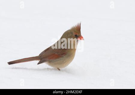 Nördlicher Kardinal, Cardinalis cardinalis, Weibchen am Boden und bei starkem Schneesturm auf Nahrungssuche Stockfoto