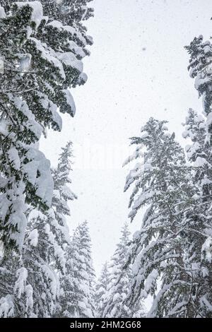 In den Kaskaden des Staates Washington fällt schwerer Schnee vom Himmel über die Bäume. Stockfoto