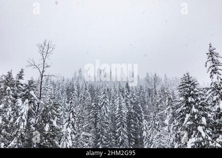 In den Kaskaden des Staates Washington fällt schwerer Schnee vom Himmel über die Bäume. Stockfoto