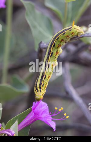 Weiß gesäumte Sphinx Moth Raupe auf Colorado Four O'Clock, Bosque del Apache National Wildlife Refue, New Mexico, USA. Stockfoto