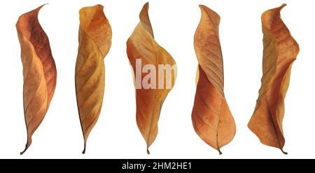 Trockenes Blatt oder abgestorbenes Blatt isoliert auf weißem Grund Stockfoto