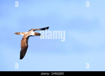 Maskierte Booby oder Blue-faced Booby (Sula dactylatra) Juvnule in Japan Stockfoto