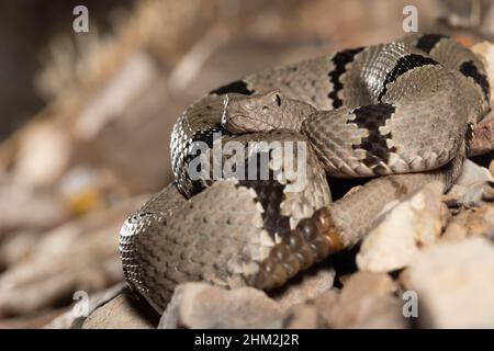 Banded Rock Rattlesnake, Sierra co., New Mexico, USA. Stockfoto