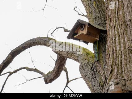 Bodenheim, Deutschland. 29th Januar 2022. In Bodenheim (Kreis Mainz-Bingen) hängt ein Nistkasten an einem Baum. Bevor die Titmäuse dort ihr Nest aufmachten, reinigte ein Naturschützer die Kiste. (To dpa: 'Putzen der Nistkästen Besenreinigung - Zuchthilfen zum Artenschutz') Quelle: Peter Zschunke/dpa-Zentralbild/dpa/Alamy Live News Stockfoto