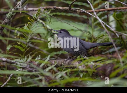 Shallow-Focus-Aufnahme eines grauen Catbird, der auf einem von grünen Blättern umgebenen Ast thront Stockfoto