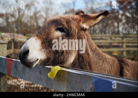 Nahaufnahme eines Esels, der auf der Farm in East Greenwich, USA, seinen Kopf über einen Holzzaun ragt Stockfoto