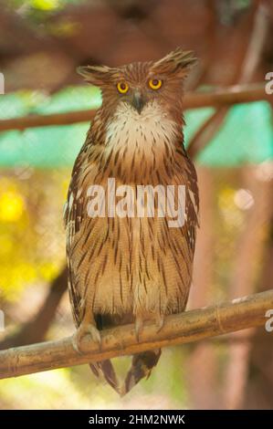 Brown Fish Owl, Phnom Tamao Wildlife Rescue Center, Provinz Takeo, Kambodscha. Credit: Kraig Lieb Stockfoto