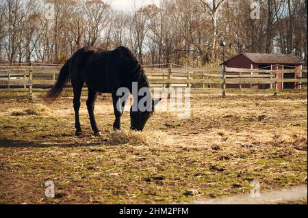Blick auf ein schwarzes Pferd, das an einem sonnigen Tag in East Greenwich, USA, um die Farm herumläuft und Gras isst Stockfoto