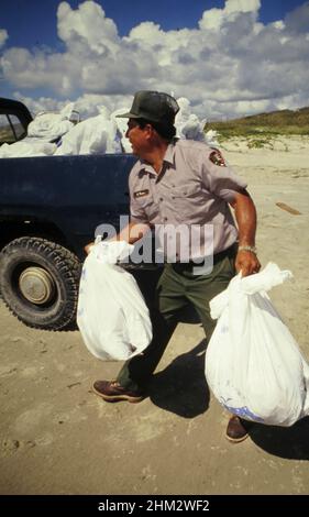 Corpus Christi, Texas USA 1992: National Park Service Ranger unterstützt bei der freiwilligen Strandreinigung am Padre Island National Seashore an der texanischen Golfküste. ©Bob Daemmrich Stockfoto