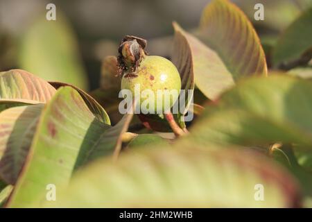 Frischer Guava auf Baum mit Blatt. Stockfoto