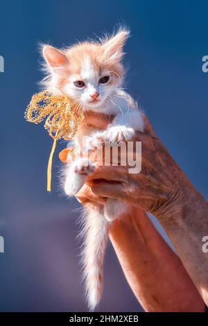 Kleine Ingwer und weiße Flecken Kätzchen sitzen auf den Händen mit Schleife am Hals als Geschenk auf einem Himmel Hintergrund Stockfoto