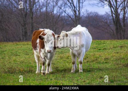 Hereford und British White Cattle weiden zusammen, wenn ein Frühlingsfeld in den Pocono Mountains in Pennsylvania Stockfoto