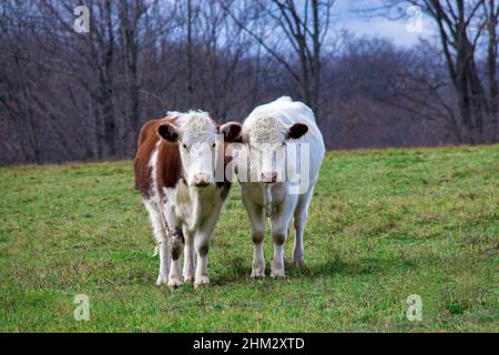 Hereford und British White Cattle weiden zusammen, wenn ein Frühlingsfeld in den Pocono Mountains in Pennsylvania Stockfoto